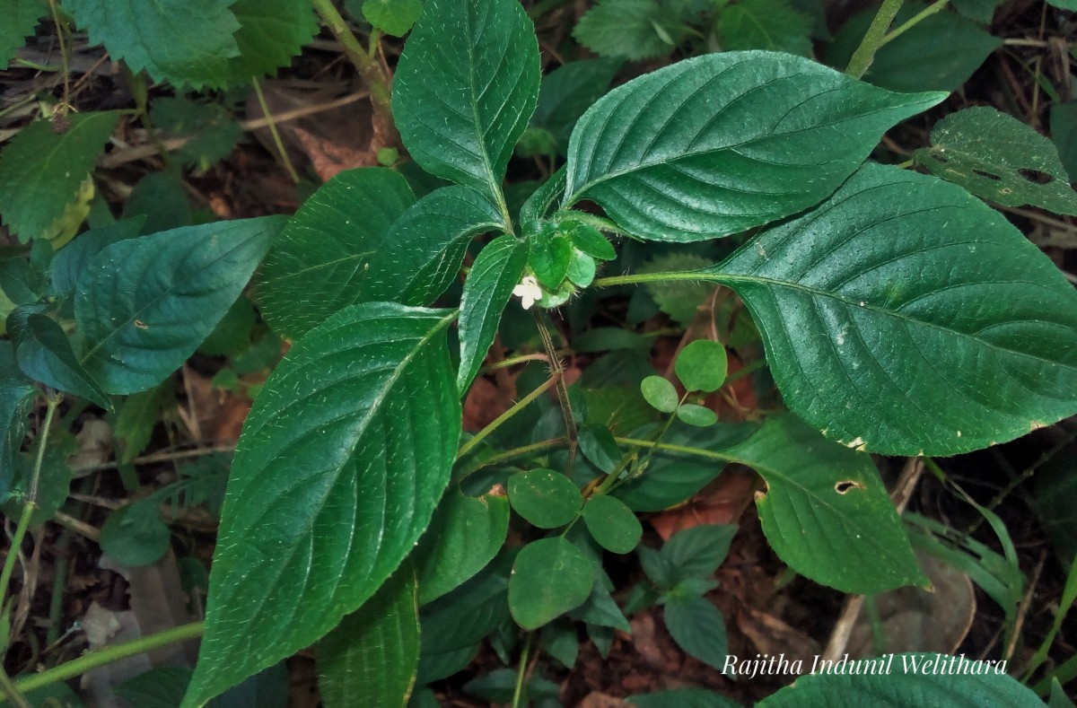 Phaulopsis dorsiflora (Retz.) Santapau